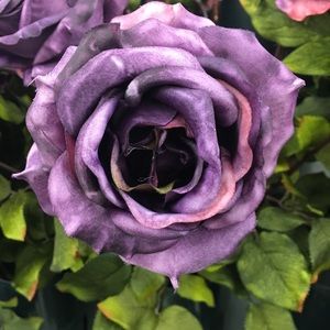 Meet your Posher, Alana